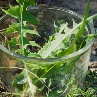 Chicory leaves
