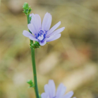A chicory flower. 
