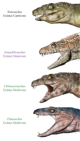 Restorations of extinct crocodile relatives with teeth suited to eating meat, plants, or both.