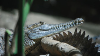 A close-up of a freshwater crocodile, showing its many teeth.