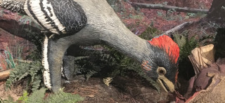A raptor-like dinosaur at the NHMU shows black and white plumage inspired by new discoveries.