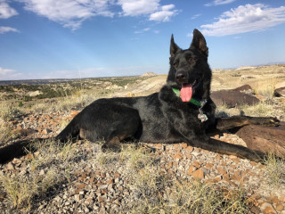 A black German shepherd rests in a Utah desert landscape.