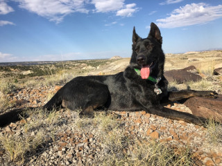 A black German shepherd rests in a Utah desert landscape.