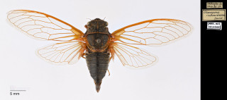 A close up photo of a winged insect. 