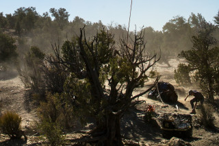 A man with a juniper in the desert