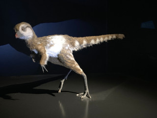 A model of a baby Tyrannosaurus, covered in wispy feathers.