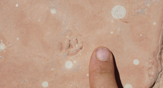 tiny reptile fossil footprint left in river silt some 210 million years ago.