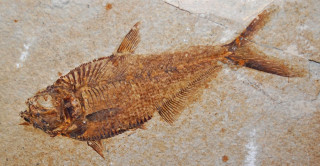A fish fossil.
