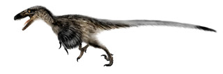 A Utahraptor