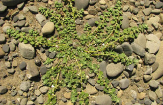 A close up of the pygmy goosefoot, showing tiny leaves on long stems on the ground.