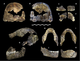 Skull pieces from Homo naledi, containing parts of a skull similar to ours.