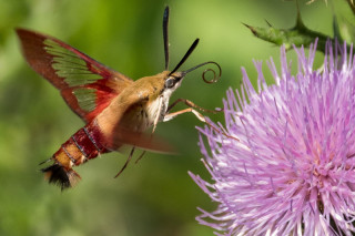 A hummingbird moth