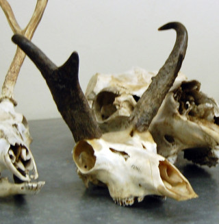 An antelope skull. 
