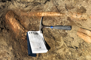 The leg bone fossils in the dirt.