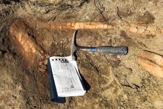 The leg bone fossils in the dirt. 