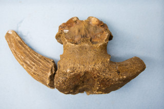 photo of musk ox skull, different angle from first image.