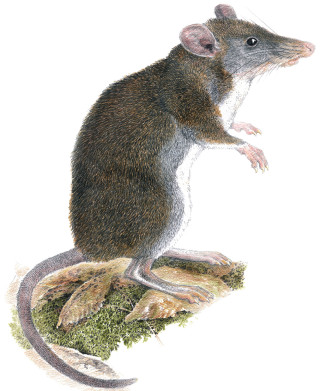 Illustration of newly-described shrew-rat