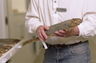 A fox squirrel study skin.