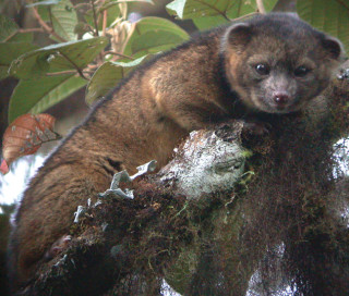 A small, fuzzy mammal in tree branches, related to raccoons but with only brown fur.