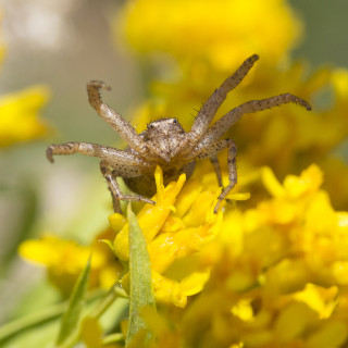 A crab spider