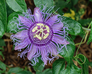A close up of a passionflower bloom, with purple petals and yellow tendrils.