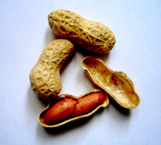 Several peanuts, one open to show the edible part inside.
