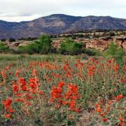 Range Creek Plant Communities