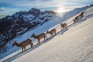 Elk on a snowy mountainside.