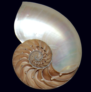 A cutaway view of a shell. 