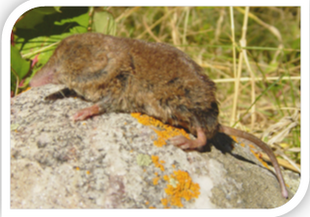 A shrew