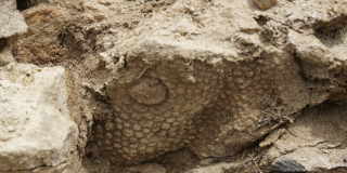 closeup of fossilized dinosaur skin