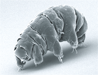 A close up of a water bear, a lumpy microscopic organism with multiple legs.
