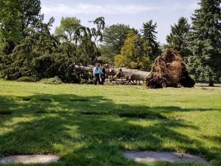 2020 Windstorm - South Ogden