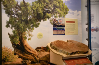 A cross section of a tree is on display.