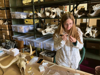 Kathryn works on fossils of ancient animals in a lab.