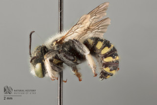 A close up photo of a pinned wool carder bee