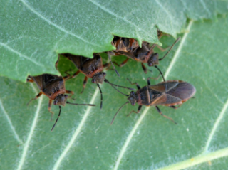 Elm seed bugs on a leaf