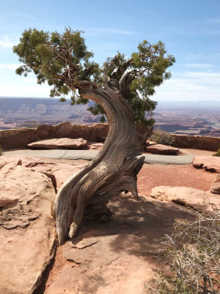 A juniper tree growing in the desert of Utah.