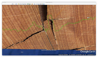 A close up image from Google Earth showing how it helped scientists count tree rings.