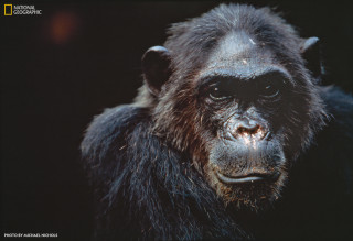 A photo of a chimpanzee