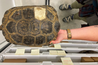 A close up photo of the tortoise shell with missing scute. 