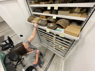 Katrina retrieves a tortoise shell from a drawer in collections. 