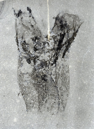 A close-up photo of Megasiphon thylakos 