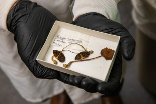 Hands hold a box with fungi.