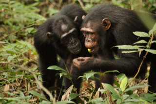 Two chimpanzees interact in the jungle.
