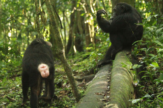 Two chimpanzees interact in the jungle. 