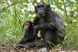 Chimpanzee mother with infant