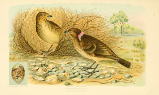A historical drawing of bowerbirds.