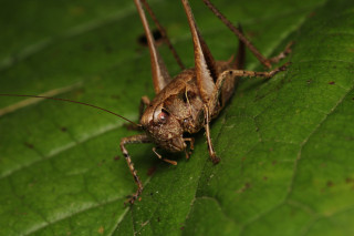 A bush cricket sits on a leaf.