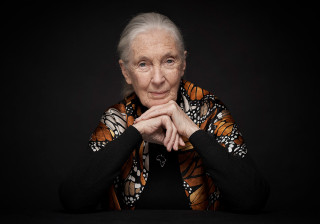 A portrait of Jane Goodall